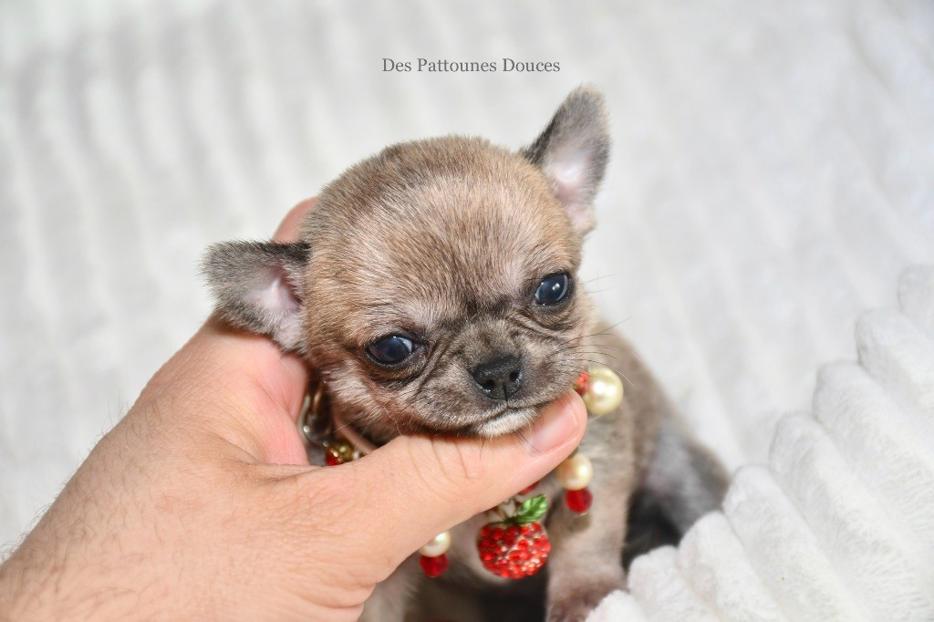 Des Pattounes Douces - Chiot disponible  - Chihuahua