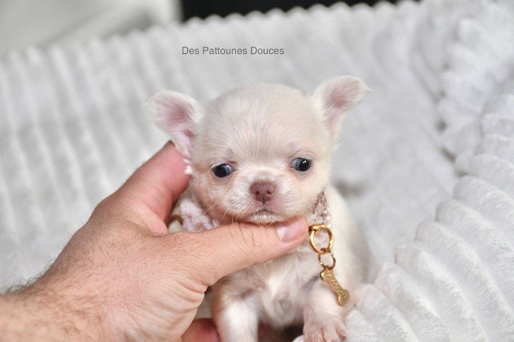 Des Pattounes Douces - Chiot disponible  - Chihuahua