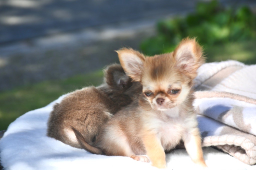 Des Pattounes Douces - Chiot disponible  - Chihuahua