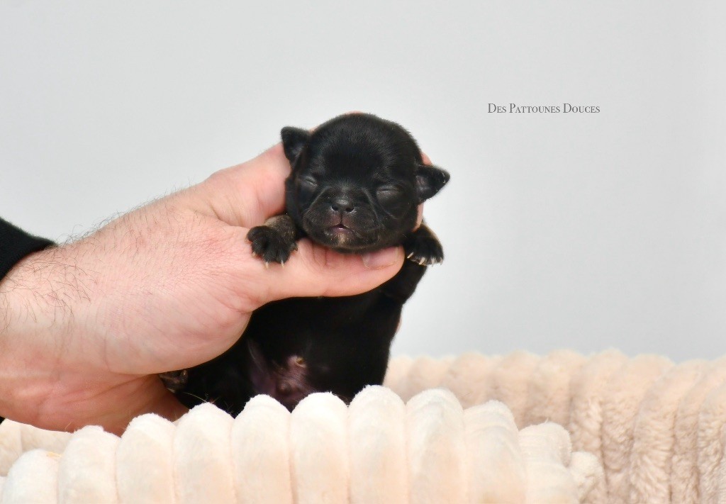 Des Pattounes Douces - Chiot disponible  - Chihuahua