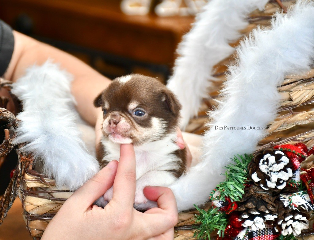 Des Pattounes Douces - Chiot disponible  - Chihuahua