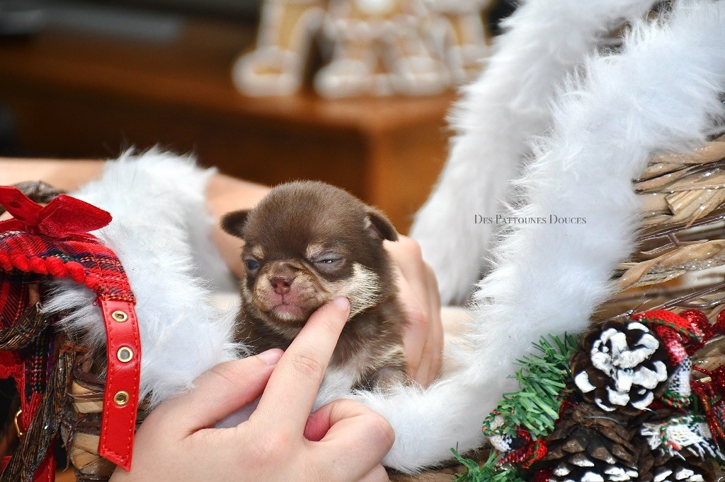 Des Pattounes Douces - Chiot disponible  - Chihuahua