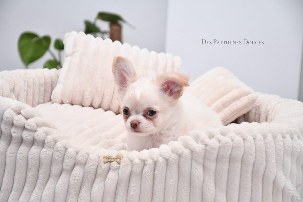 Des Pattounes Douces - Chiot disponible  - Chihuahua