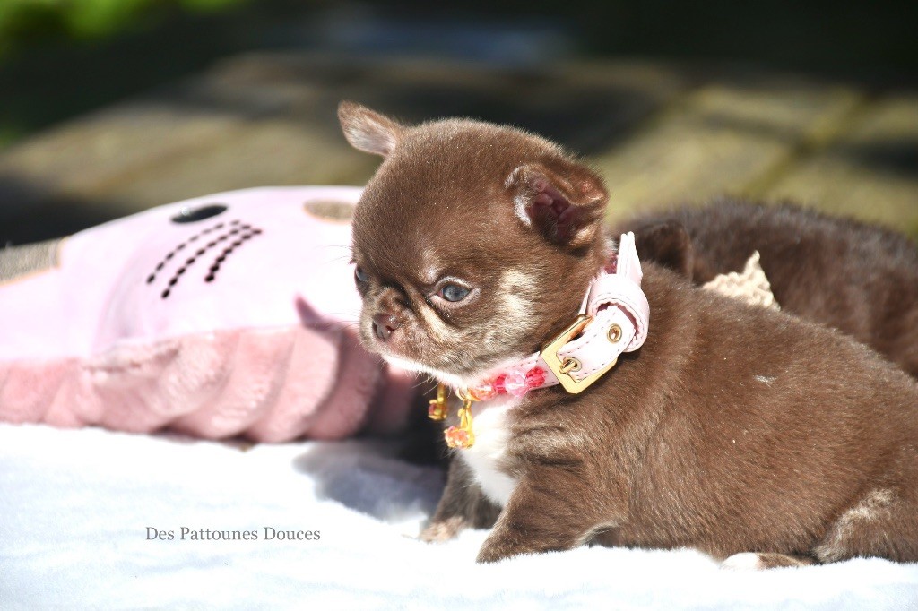 Des Pattounes Douces - Chiot disponible  - Chihuahua