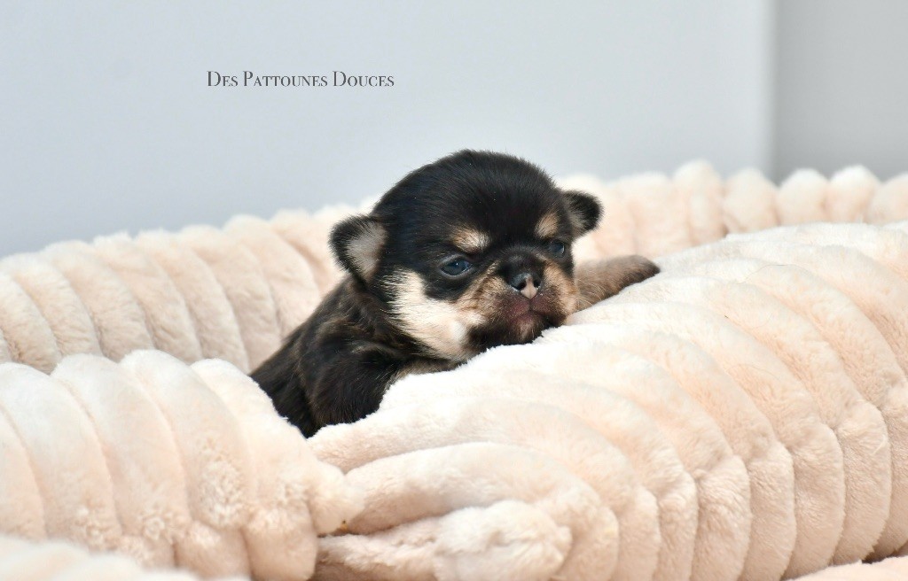 Des Pattounes Douces - Chiot disponible  - Chihuahua