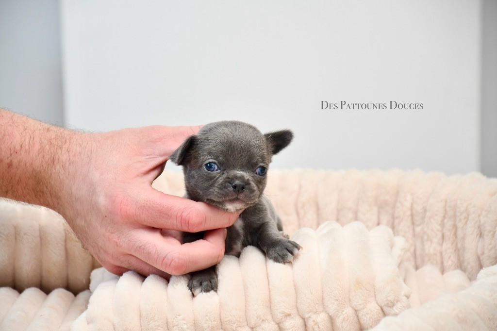 Des Pattounes Douces - Chiot disponible  - Chihuahua