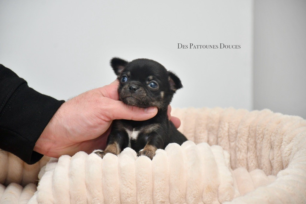 Des Pattounes Douces - Chiot disponible  - Chihuahua