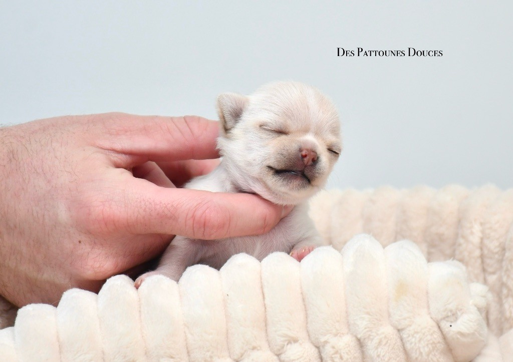 Des Pattounes Douces - Chiot disponible  - Chihuahua