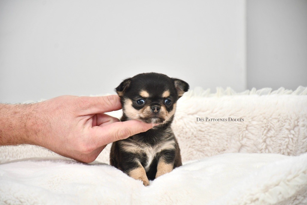 Des Pattounes Douces - Chiot disponible  - Chihuahua