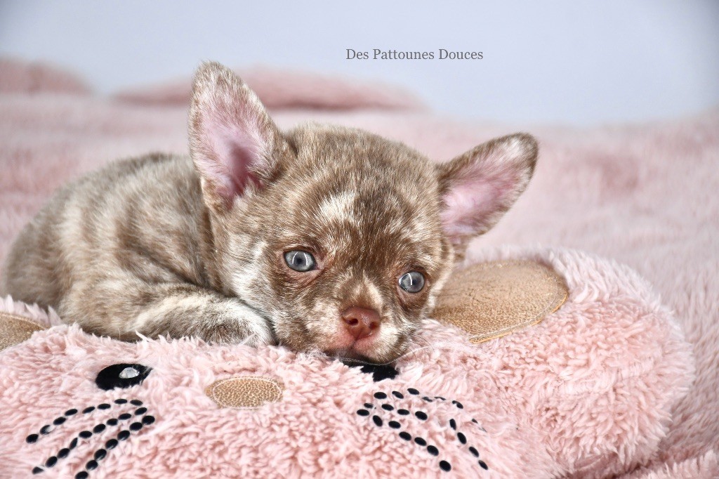 Des Pattounes Douces - Chiot disponible  - Chihuahua