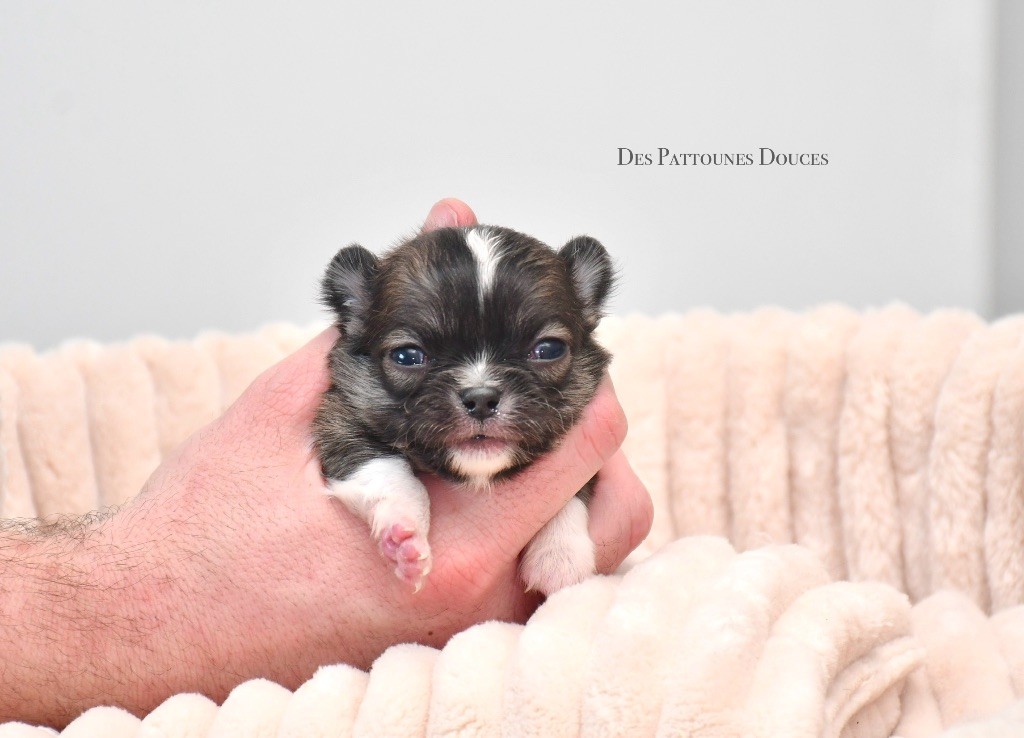 Des Pattounes Douces - Chiot disponible  - Chihuahua