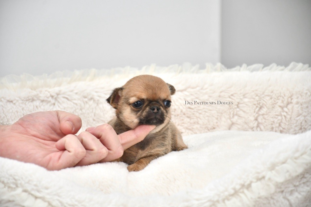 Des Pattounes Douces - Chiot disponible  - Chihuahua