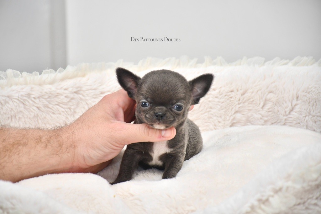 Des Pattounes Douces - Chiot disponible  - Chihuahua