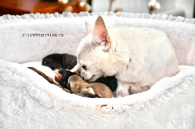 Des Pattounes Douces - Chihuahua - Portée née le 26/03/2024