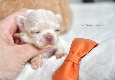 Des Pattounes Douces - Chihuahua - Portée née le 20/03/2024