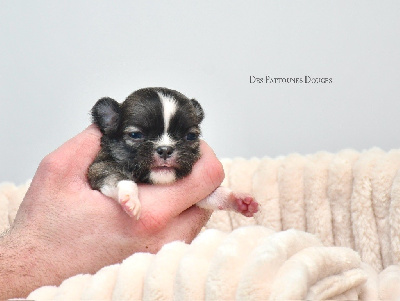 Des Pattounes Douces - Chihuahua - Portée née le 26/12/2024