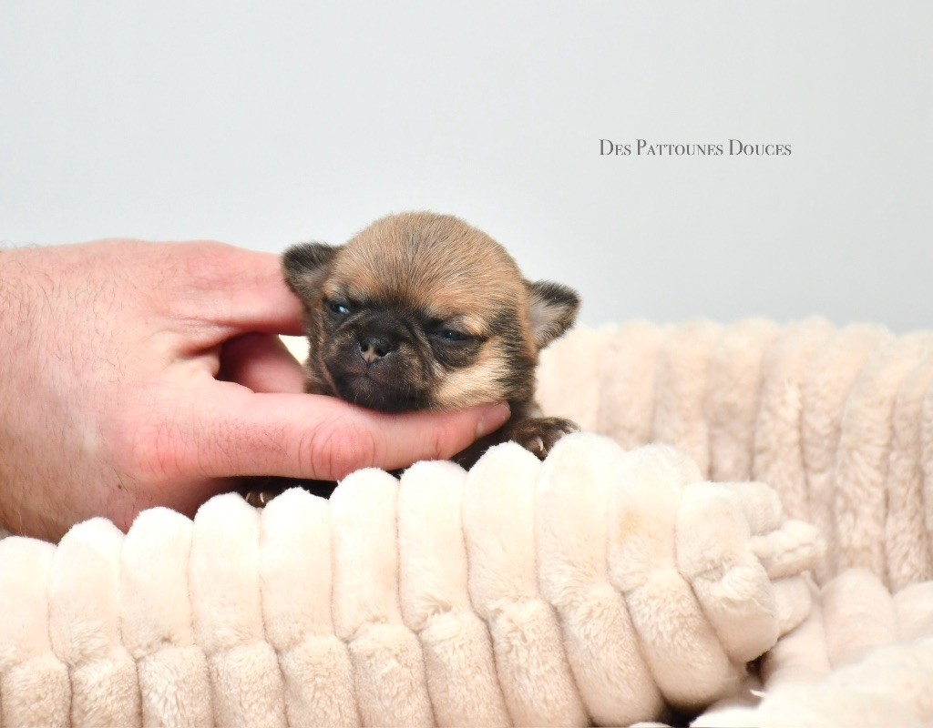 Des Pattounes Douces - Chiot disponible  - Chihuahua