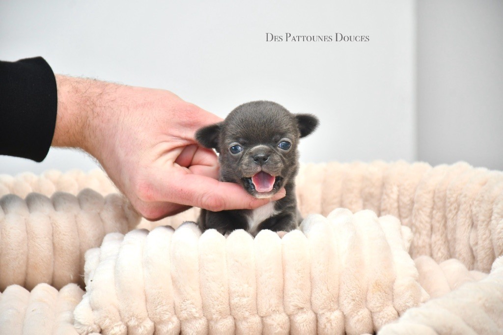 Des Pattounes Douces - Chiot disponible  - Chihuahua