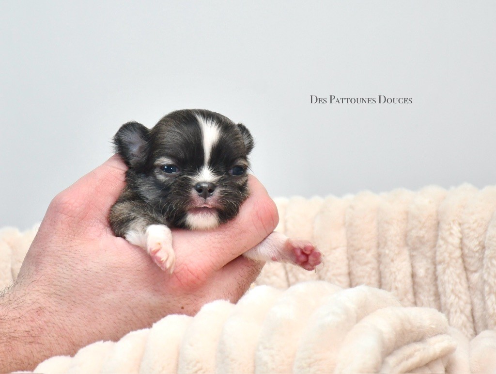 Des Pattounes Douces - Chiot disponible  - Chihuahua