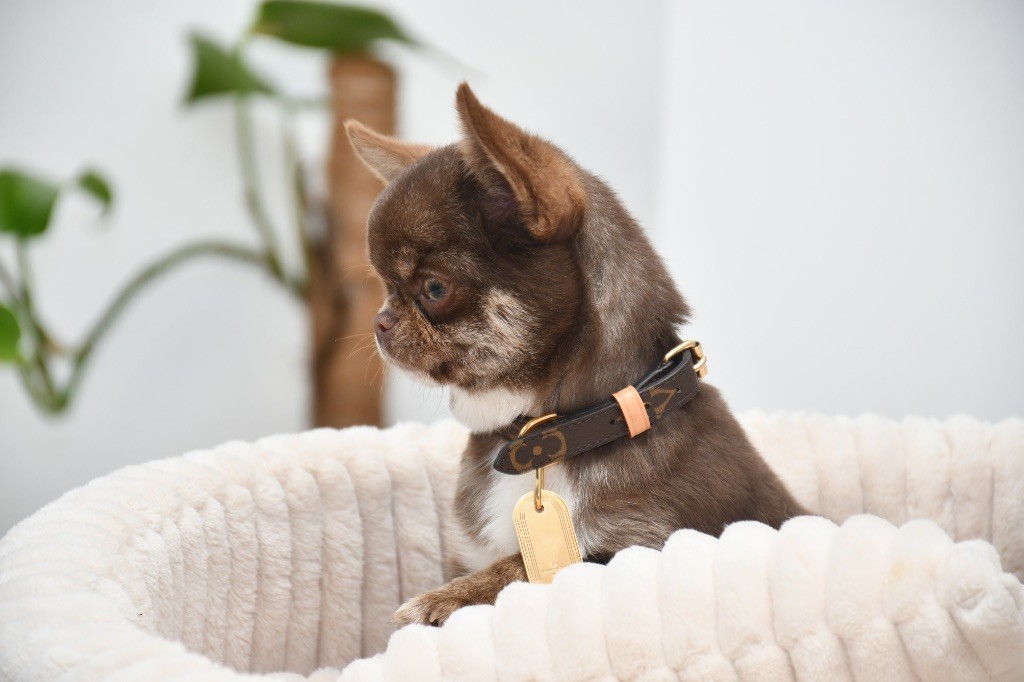 Des Pattounes Douces - Chiot disponible  - Chihuahua