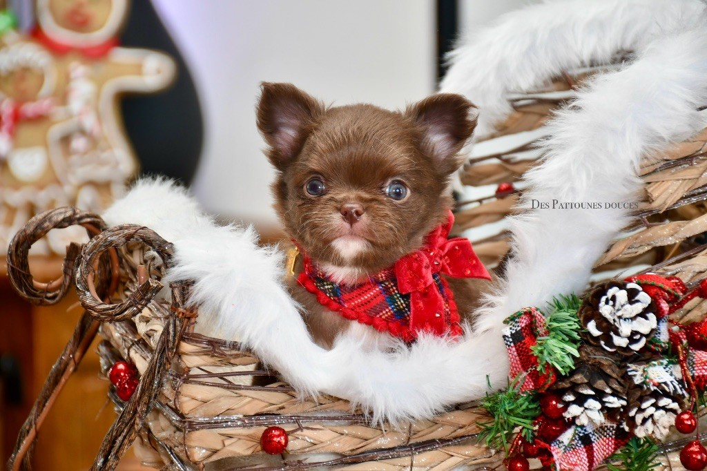 Des Pattounes Douces - Chiot disponible  - Chihuahua