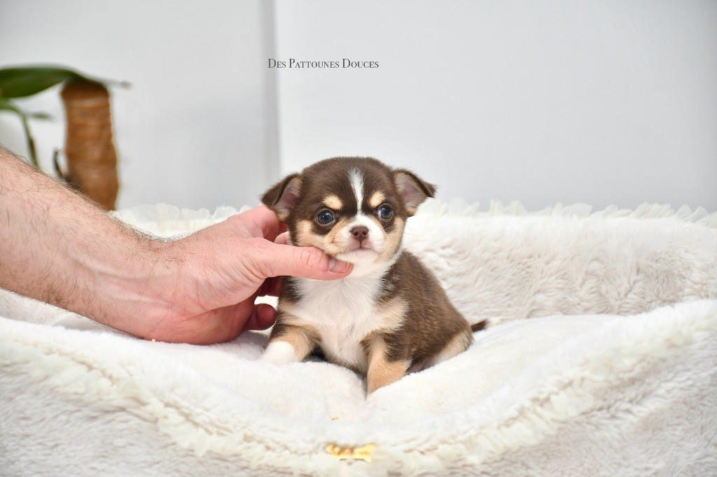 Des Pattounes Douces - Chiot disponible  - Chihuahua