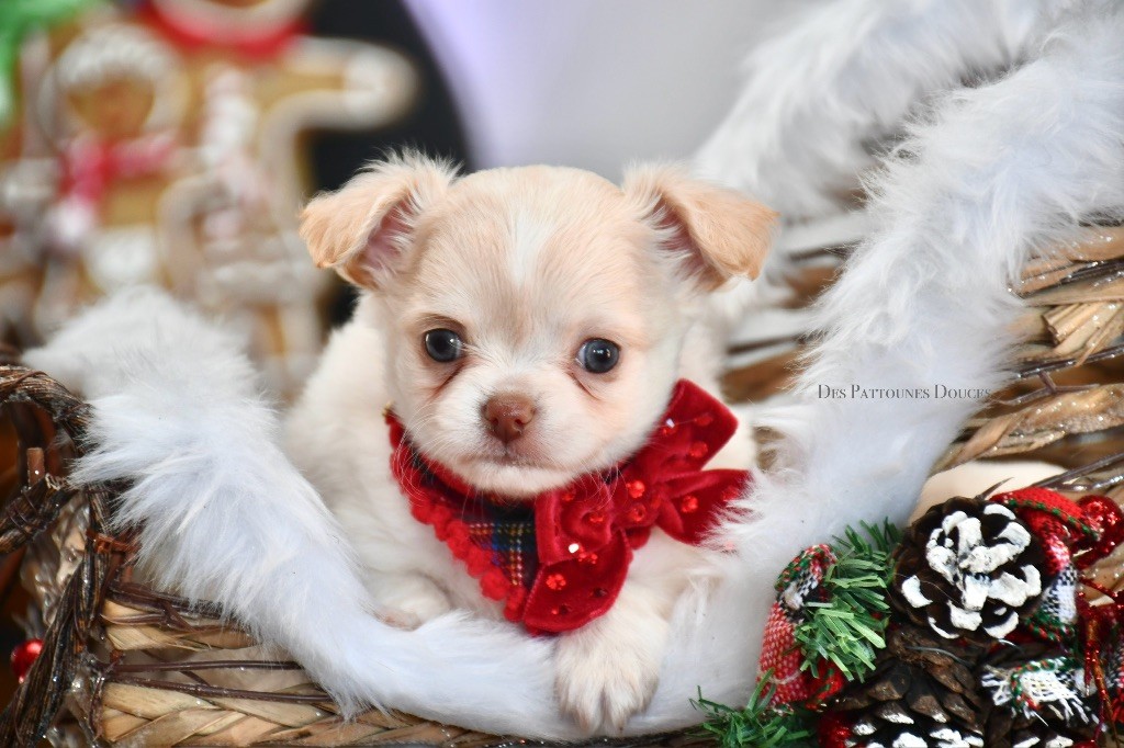 Des Pattounes Douces - Chiot disponible  - Chihuahua