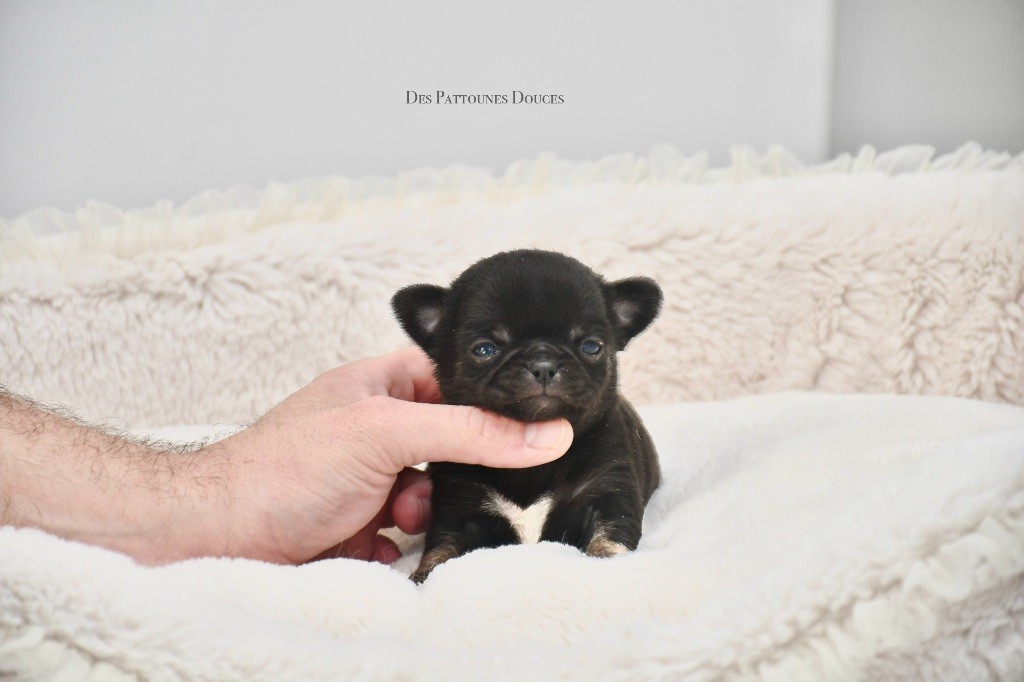 Des Pattounes Douces - Chiot disponible  - Chihuahua