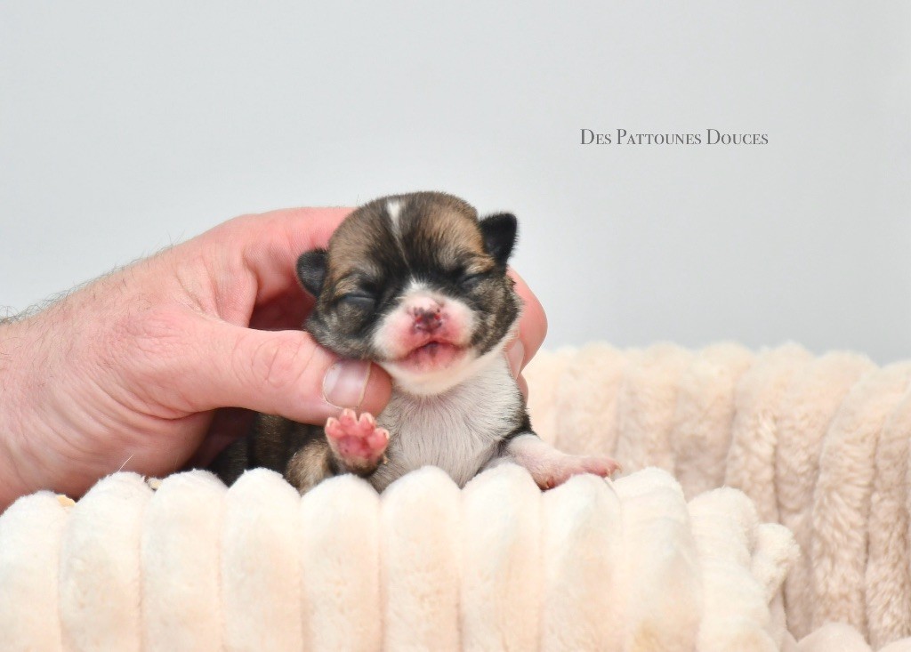 Des Pattounes Douces - Chiot disponible  - Chihuahua