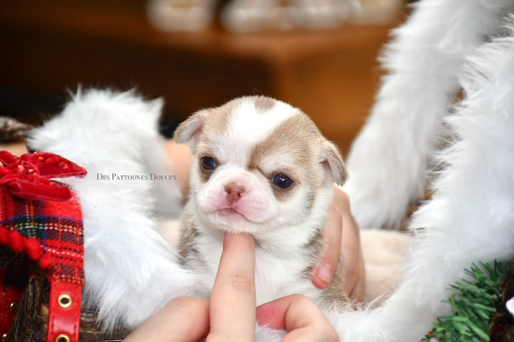 Des Pattounes Douces - Chiot disponible  - Chihuahua