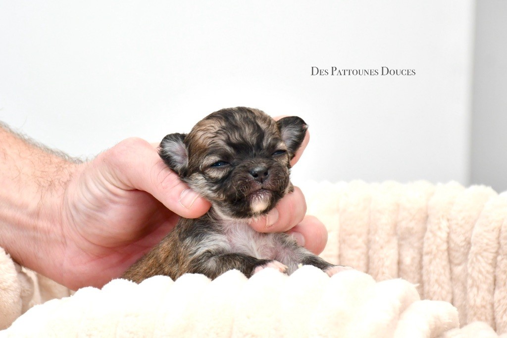 Des Pattounes Douces - Chiot disponible  - Chihuahua