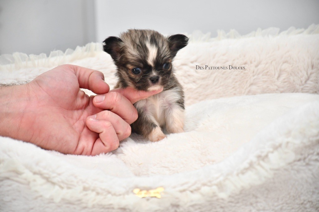 Des Pattounes Douces - Chiot disponible  - Chihuahua