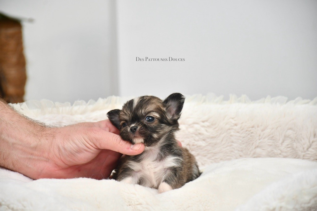 Des Pattounes Douces - Chiot disponible  - Chihuahua