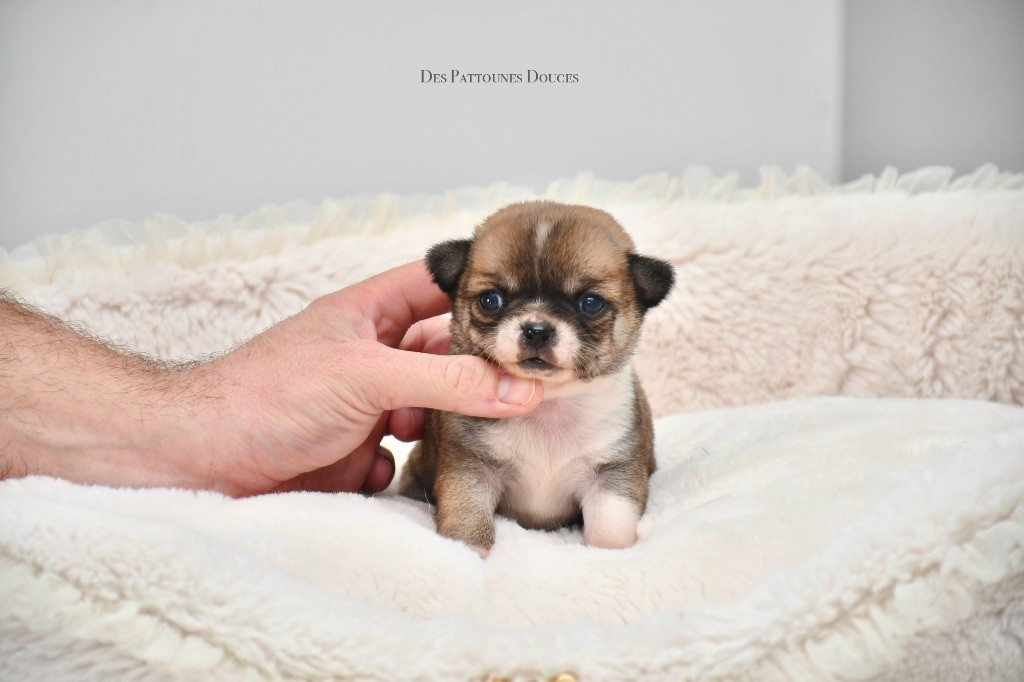 Des Pattounes Douces - Chiot disponible  - Chihuahua