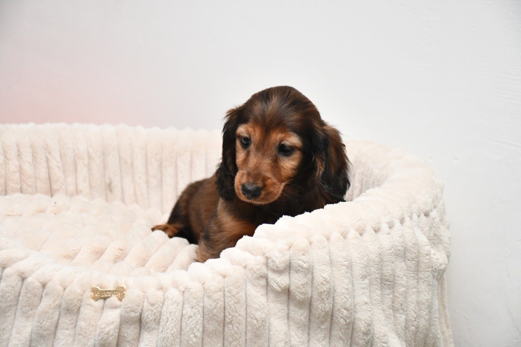 Des Pattounes Douces - Chiots disponibles - Teckel poil long
