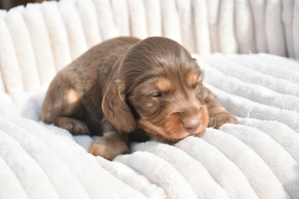 Des Pattounes Douces - Chiots disponibles - Teckel poil long