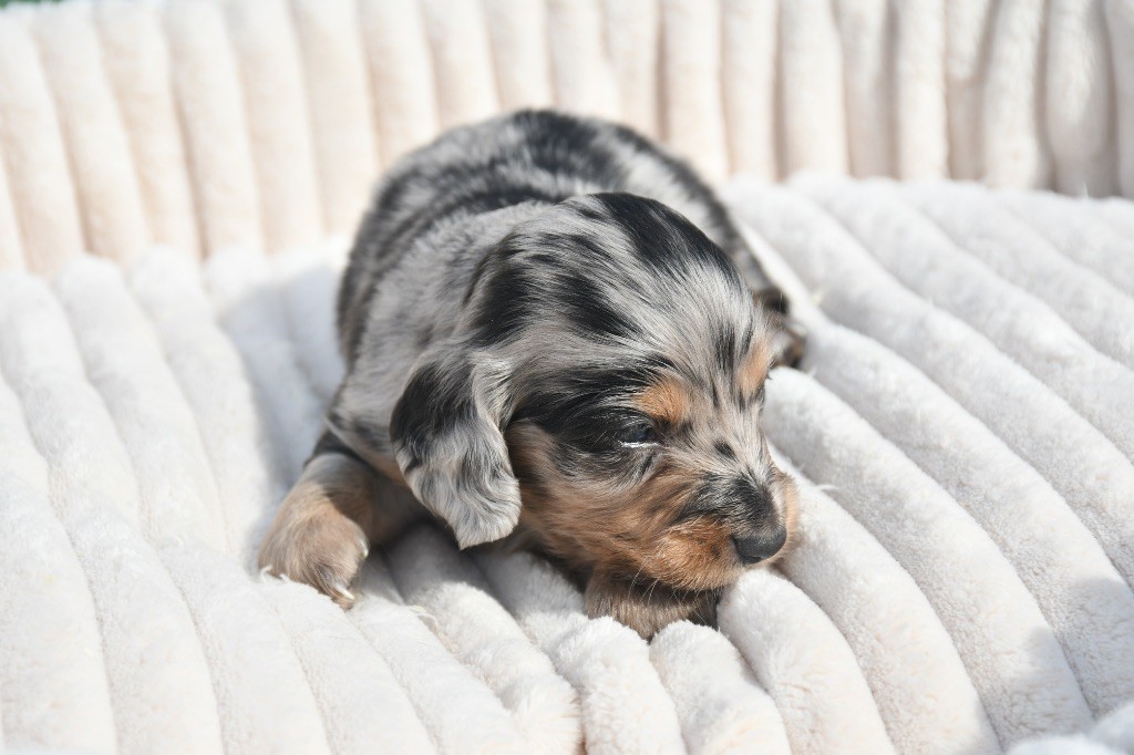 Des Pattounes Douces - Chiots disponibles - Teckel poil long