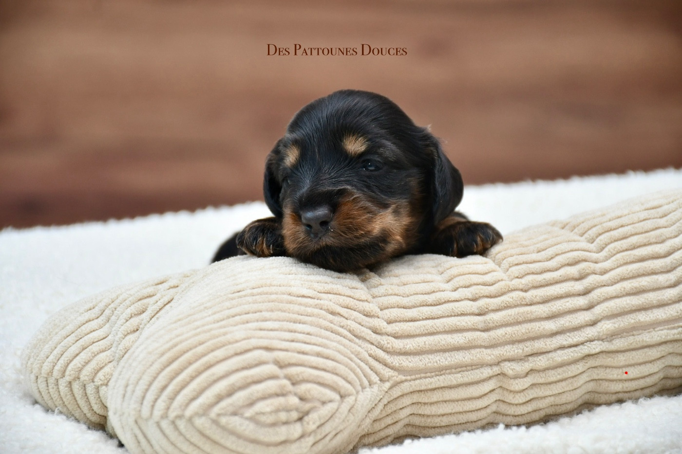 Des Pattounes Douces - Chiots disponibles - Teckel poil long