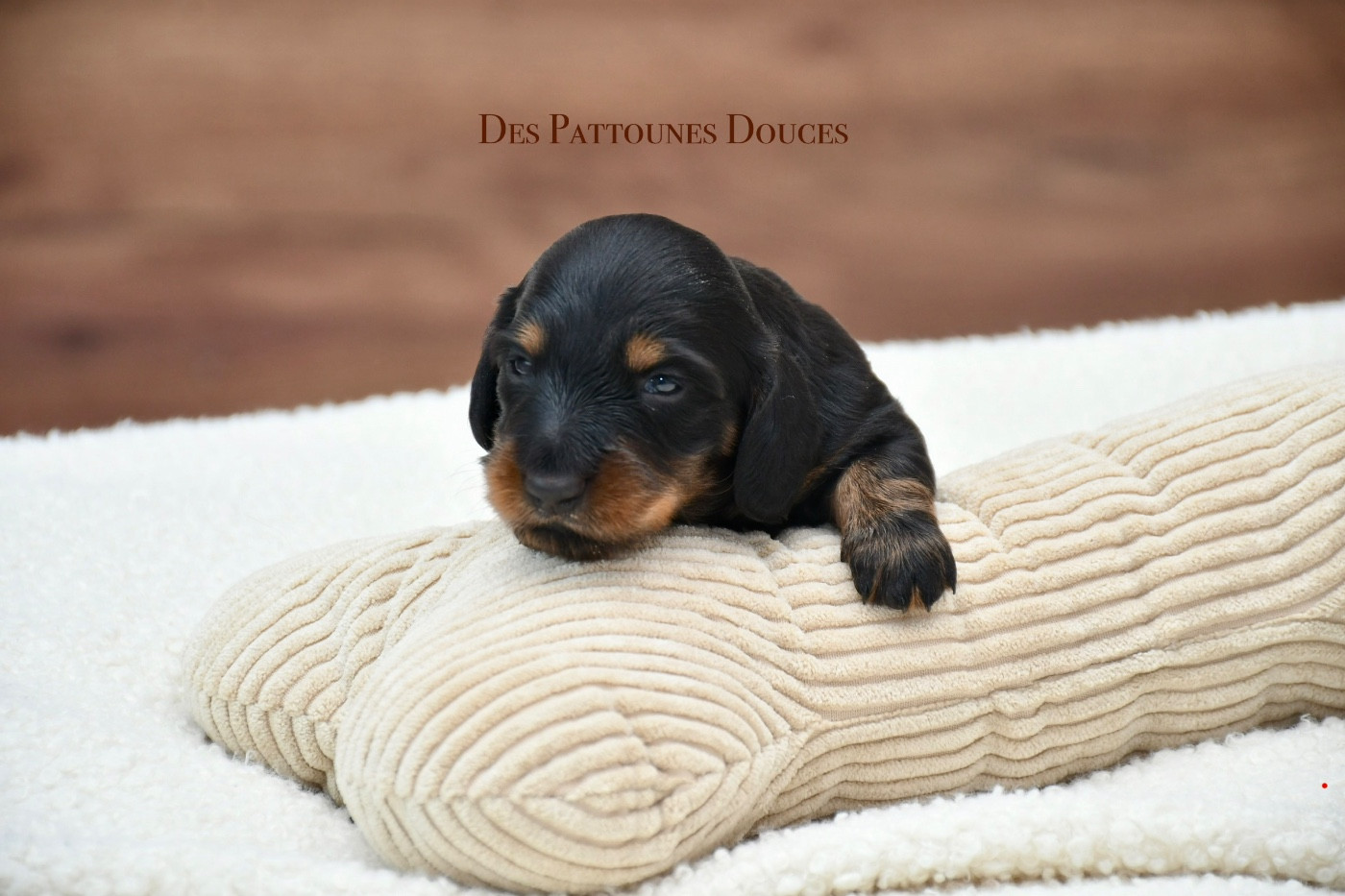 Des Pattounes Douces - Chiots disponibles - Teckel poil long