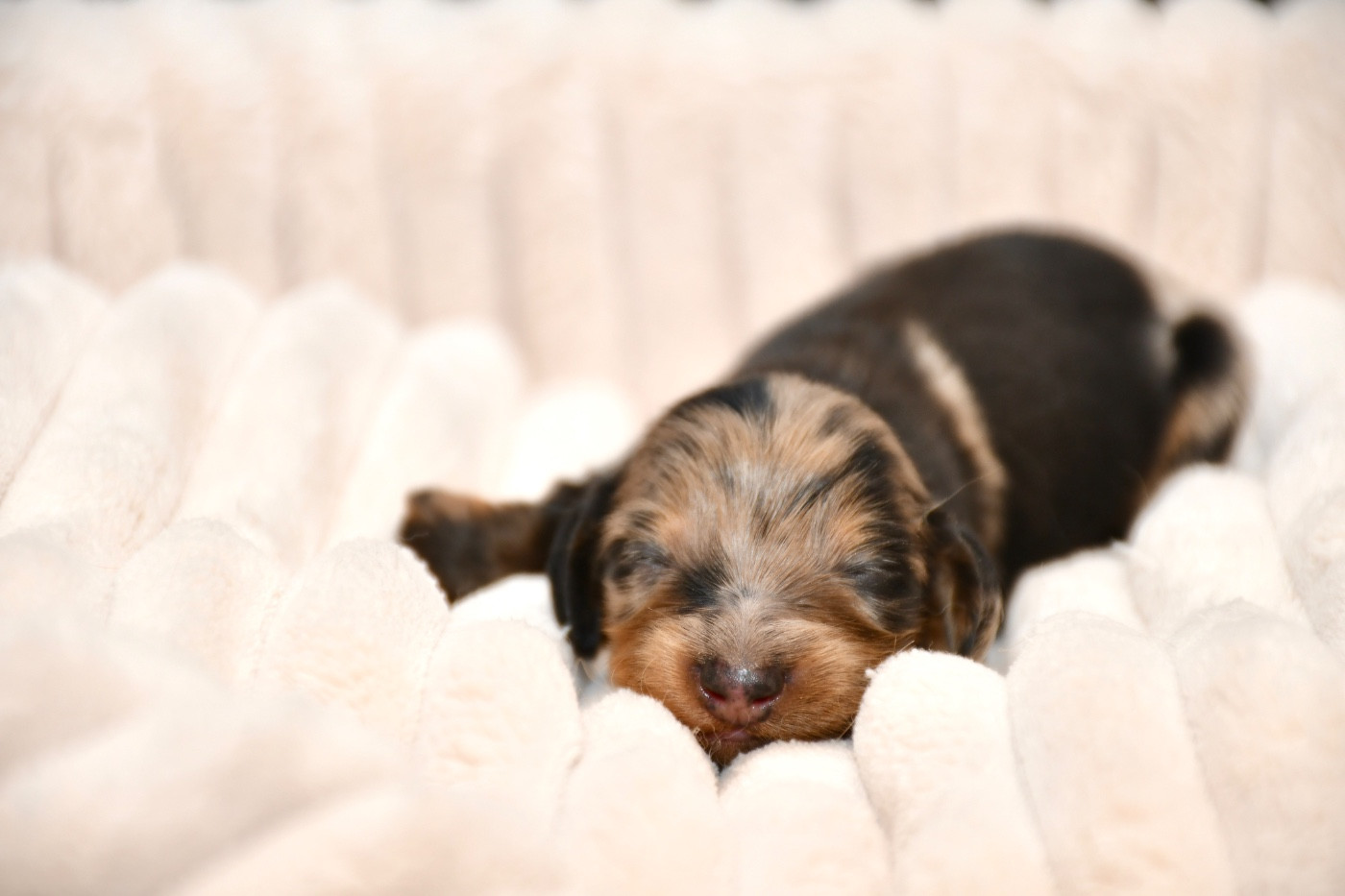 Des Pattounes Douces - Chiots disponibles - Teckel poil long