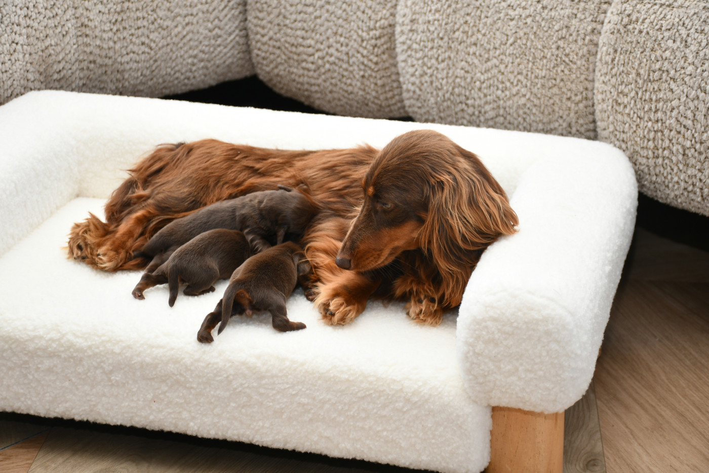 Chiot Teckel poil long Des Pattounes Douces