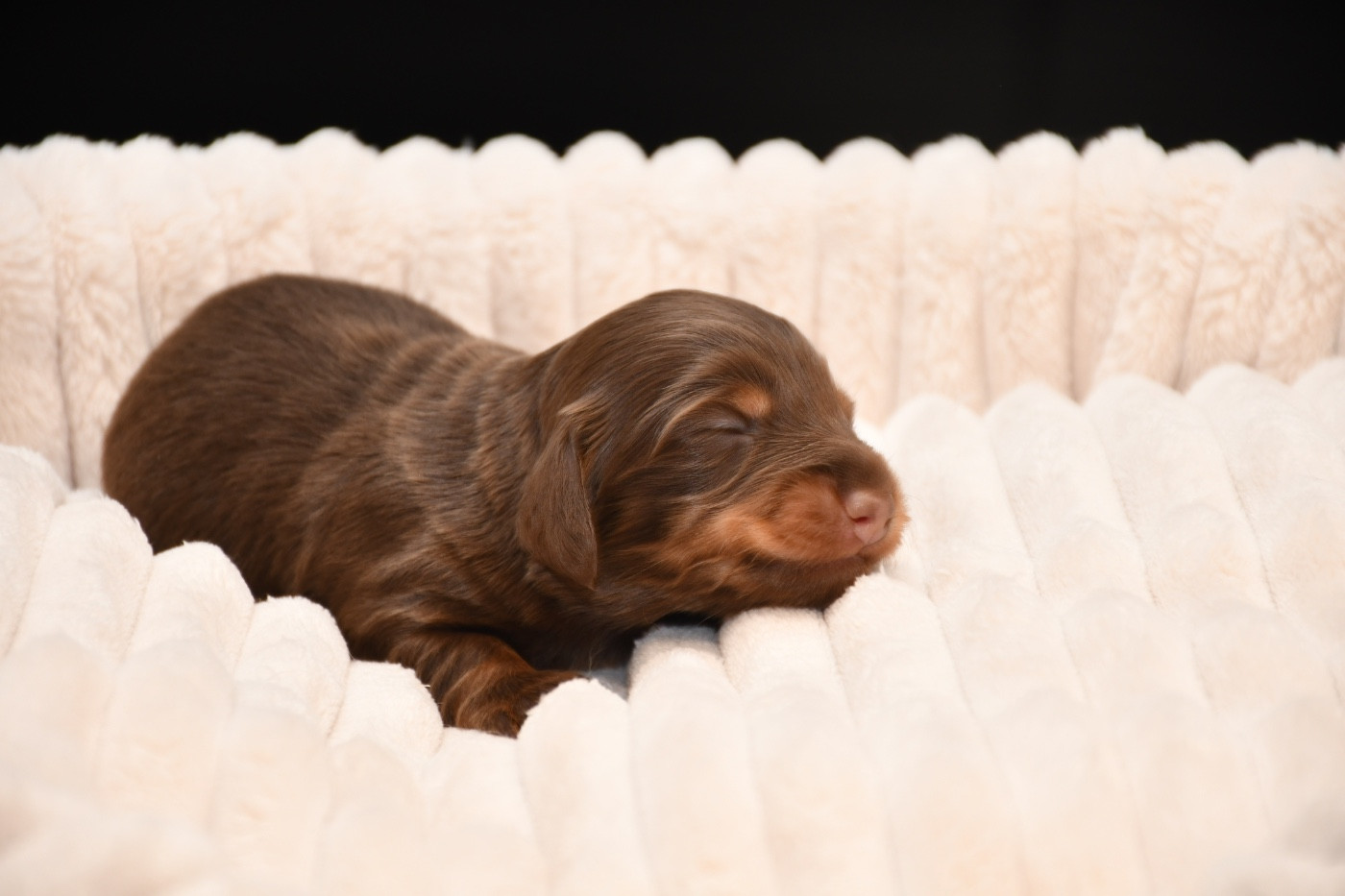 Des Pattounes Douces - Chiots disponibles - Teckel poil long