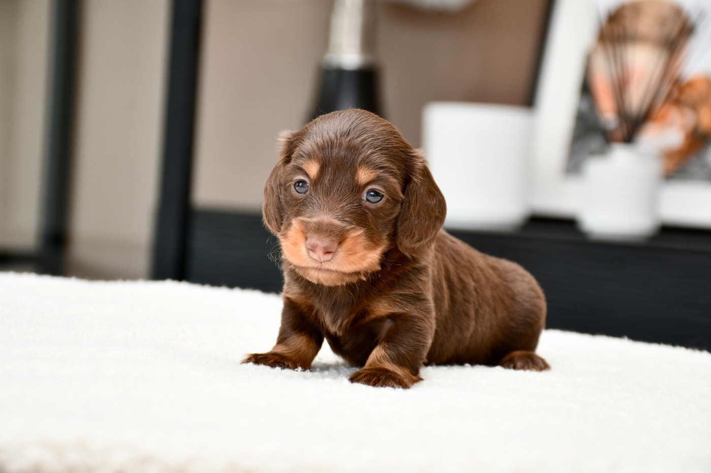 Des Pattounes Douces - Chiots disponibles - Teckel poil long