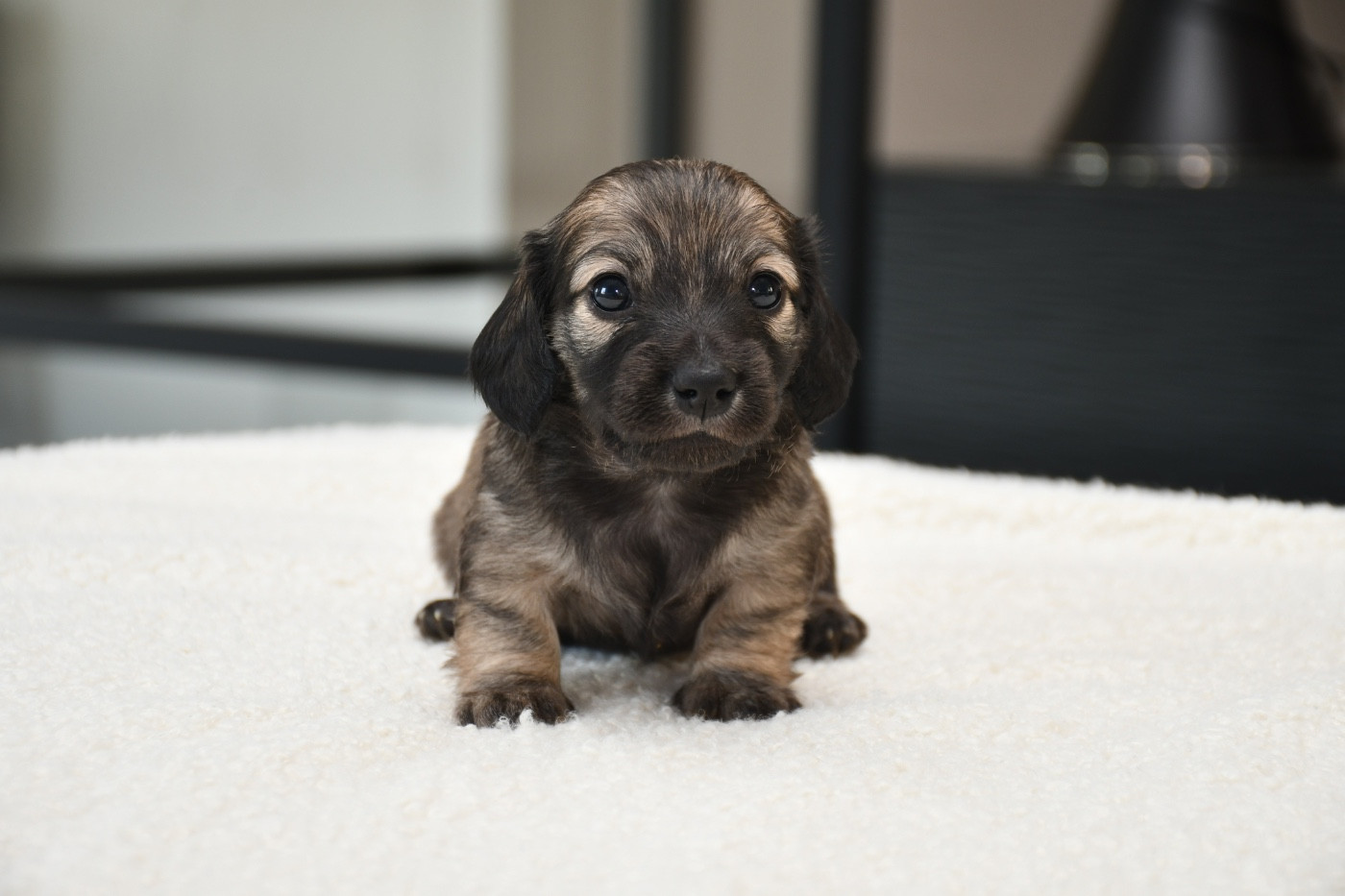 Des Pattounes Douces - Chiots disponibles - Teckel poil long