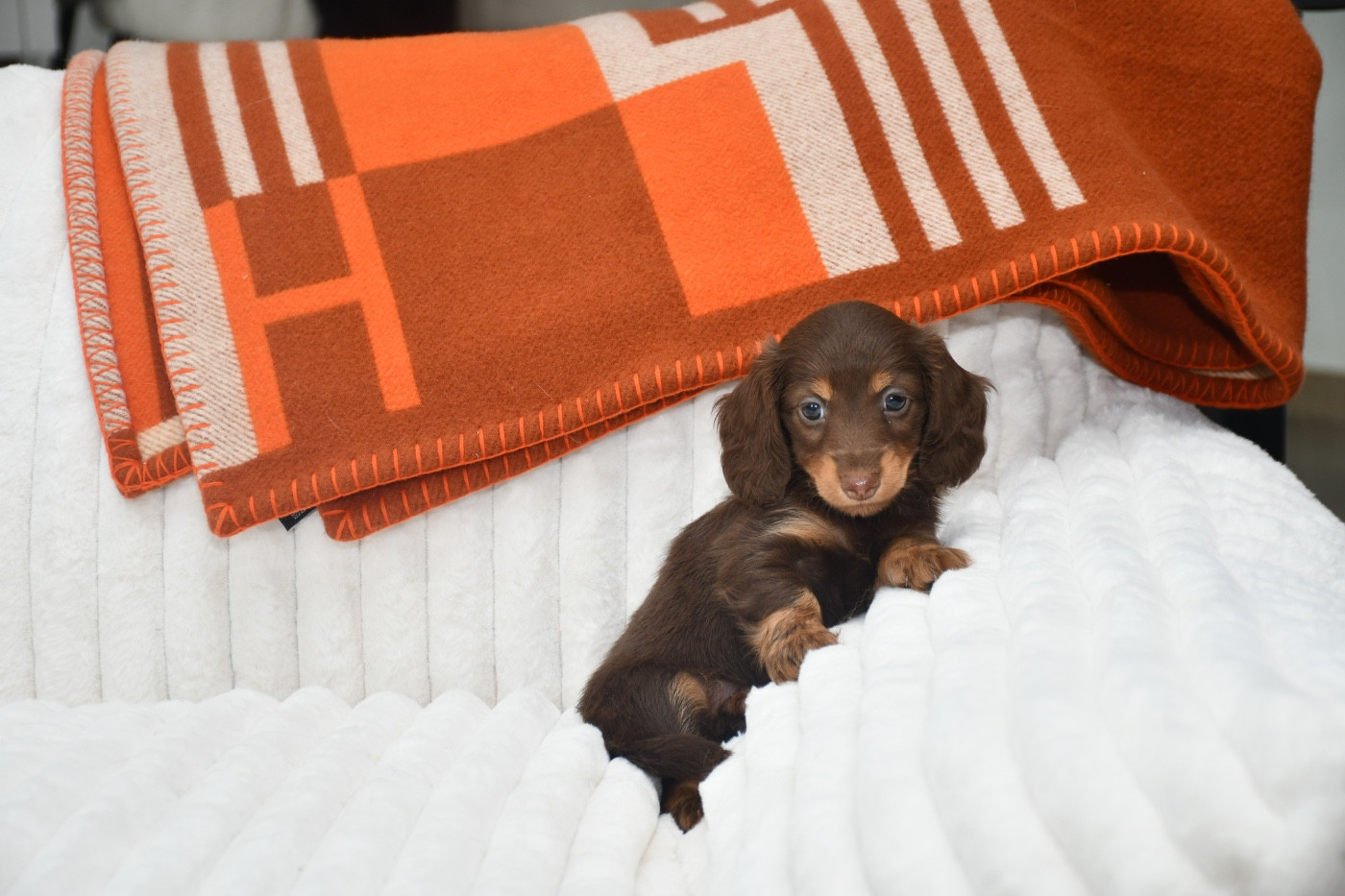 Des Pattounes Douces - Chiots disponibles - Teckel poil long