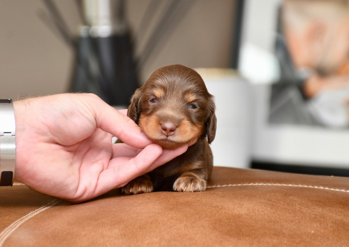 Des Pattounes Douces - Chiots disponibles - Teckel poil long