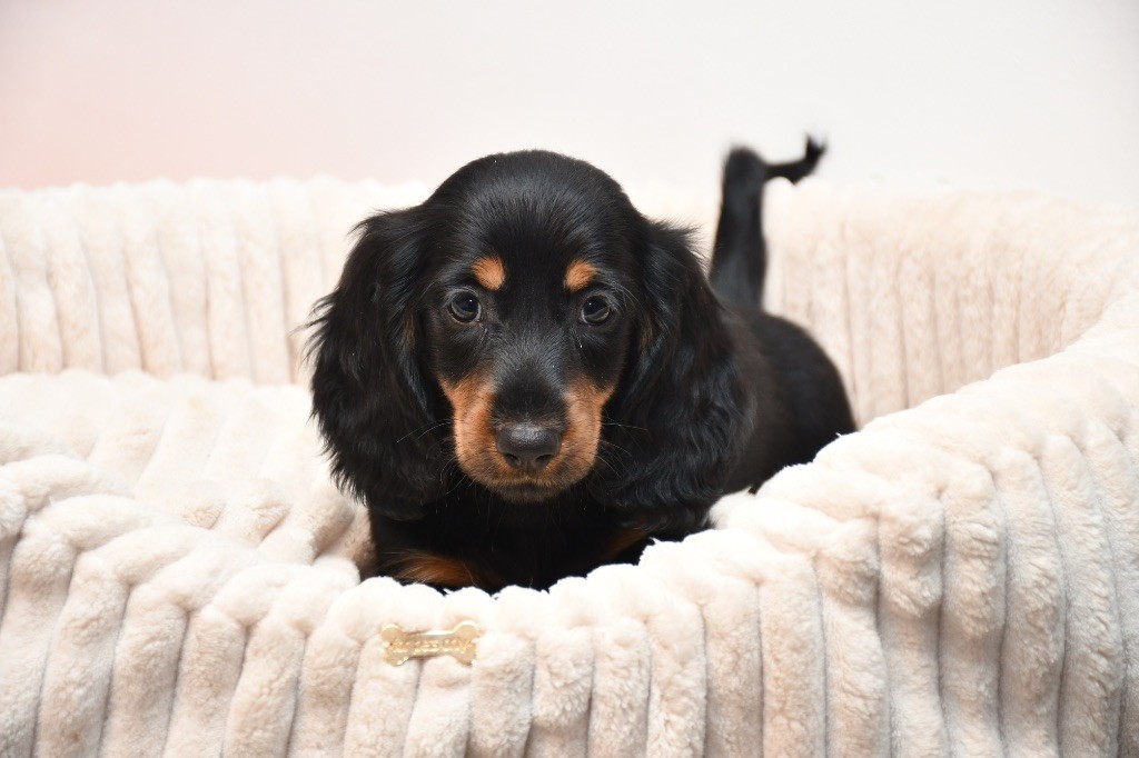 Des Pattounes Douces - Chiots disponibles - Teckel poil long
