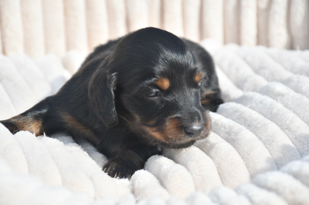 Des Pattounes Douces - Chiots disponibles - Teckel poil long