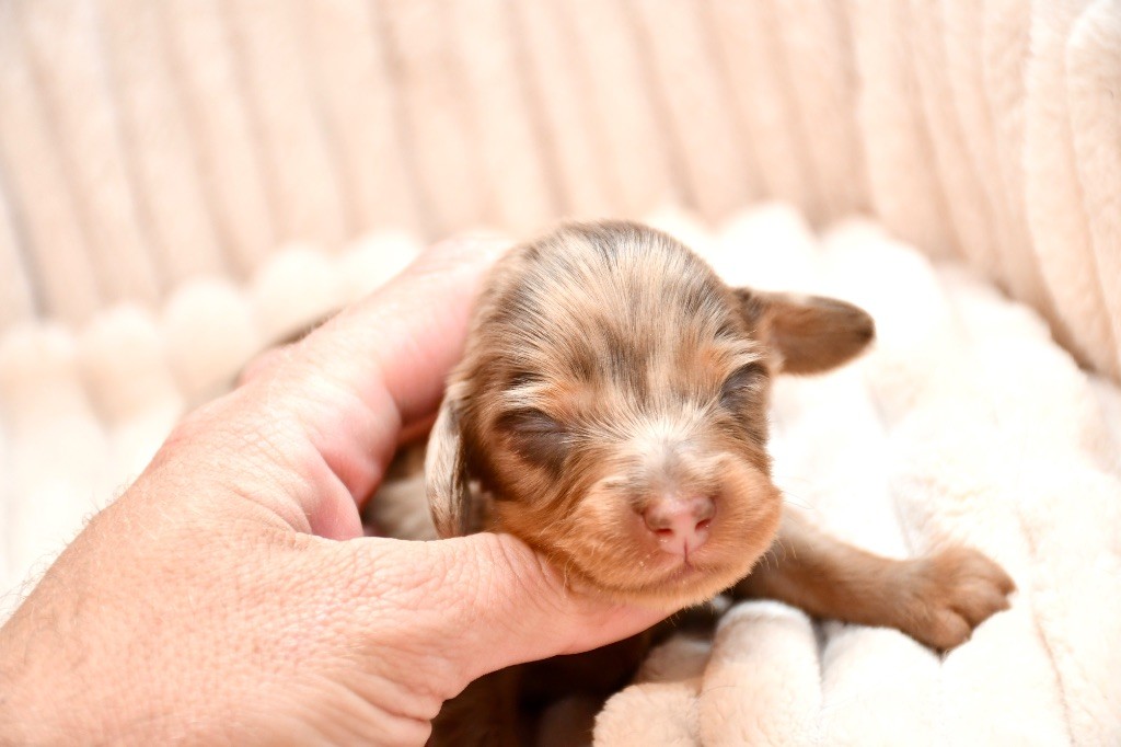 Des Pattounes Douces - Chiots disponibles - Teckel poil long