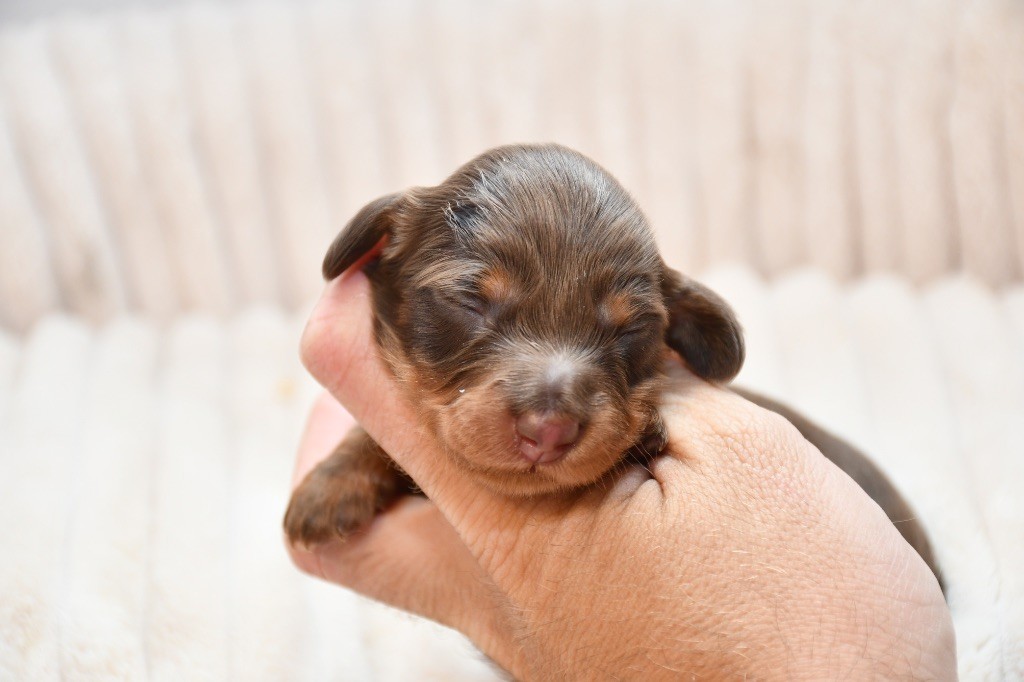 Des Pattounes Douces - Chiots disponibles - Teckel poil long